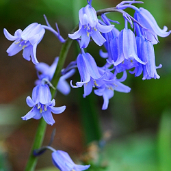 X 100 HYACINTHOIDES NON-SCRIPTA 7/8