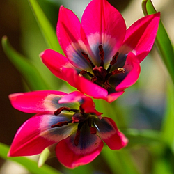 X 250 TULIPA LITTLE BEAUTY 6/+