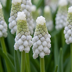 X 100 MUSCARI ARMENIACUM SIBERIAN TIGER 8/9
