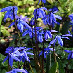 X 100 SCILLA SIBERICA 8/+