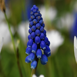 X 100 MUSCARI JOYCE SPIRIT 7/8