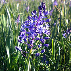 X 100 SCILLA LITARDIEREI 6/+