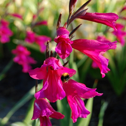 X 100 GLADIOLUS BYZANTINUS 6/+