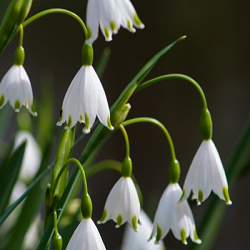 X 100 LEUCOJUM AESTIVUM GRAVETYE GIANT 12/14