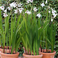 X 100 GLADIOLUS CALLIANTHUS 8/10