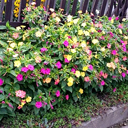 X 25 MIRABILIS JALAPA I