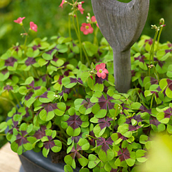 X 100 OXALIS DEPPEI IRON CROSS 4/5