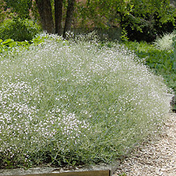 X 25 GYPSOPHILA PANICULATA  I