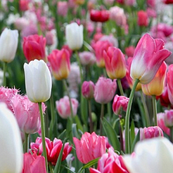 X 100 PINKS AND A TOUCH OF WHITE 11/12
