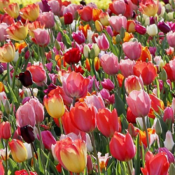X 100 TULIPA TRIUMPH MIX 12/+