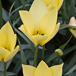 X 250 TULIPA HONKY TONK 6/+