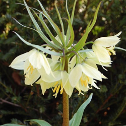 X   10 FRITILLARIA RADDEANA 16/+