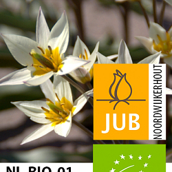 X 100 BIO TULIPA TURKESTANICA 6/7
