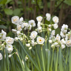 X 100 NARCISSUS BRIDAL CROWN 12/14