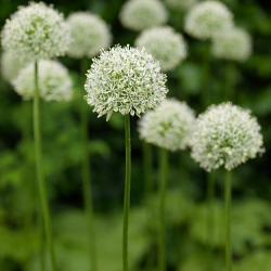 X   25 ALLIUM MOUNT EVEREST 20/+