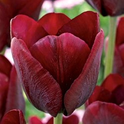 X 100 TULIPA RONALDO 12/+