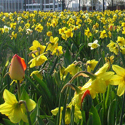 X 1 M2 MENGSEL FLORIADE I