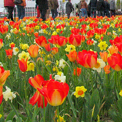 X 1 M2 MENGSEL FLORIADE I