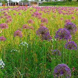 X 1 M2 MENGSEL FLORIADE I