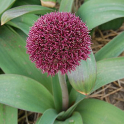X   25 ALLIUM OSTARA 12/+