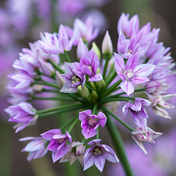 X 100 ALLIUM EROS 5/+