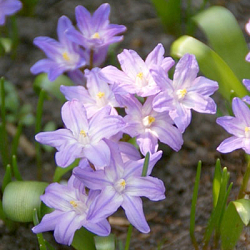 X 100 CHIONODOXA VIOLET BEAUTY 5/+