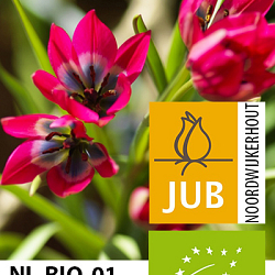 X 100 BIO TULIPA LITTLE BEAUTY 5/+