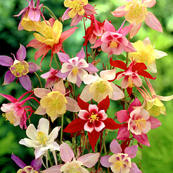 X 25 AQUILEGIA MIX I