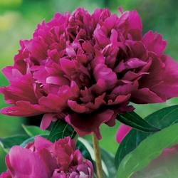 X 25 PAEONIA KARL ROSENFIELD 2/3