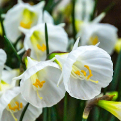 X 100 NARCISSUS WHITE PETTICOAT 6/8