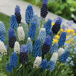 X 100 MUSCARI MIX 8/9