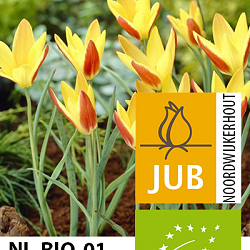 X 100 BIO TULIPA TINKA 5/+
