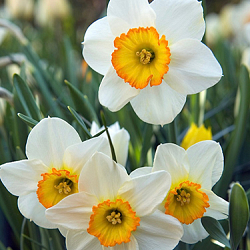 X 100 NARCISSUS FLOWER RECORD 14/16
