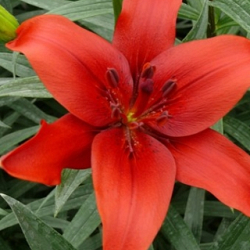 X 50 LILIUM RED COUNTY 14/16