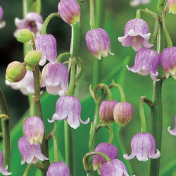 X 25 CONVALLARIA MAJALIS ROSEA I
