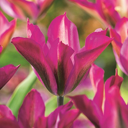X 100 TULIPA PURPLE DANCE 12/+