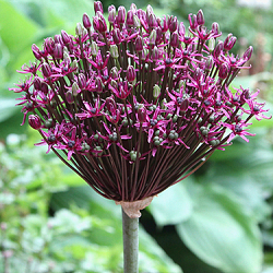 X 100 ALLIUM MAGIC 12/14