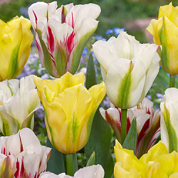 X 100 TULIPA VIRIDIFLORA MIX 12/+