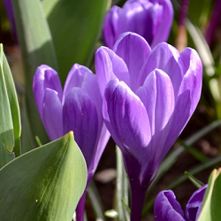 X 100 CROCUS FLOWER RECORD 8/9