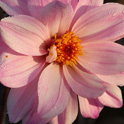 X 10 DAHLIA BISHOP OF LEICESTER I