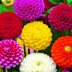 X 10 DAHLIA POMPON MIX I
