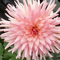 X 10 DAHLIA PREFERENCE I