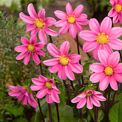 X 10 DAHLIA TOPMIX PINK I