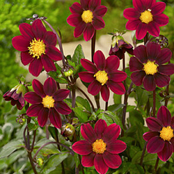 X 10 DAHLIA TOPMIX PURPLE I