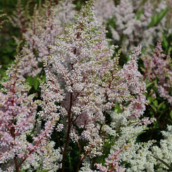 X 25 ASTILBE JAPONICA PEACH BLOSSOM 2/3