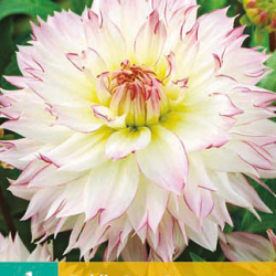 X 1 DAHLIA CRAZY LOVE I