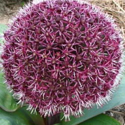 X 100 ALLIUM RED GIANT 14/16