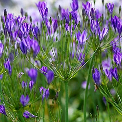 X 100 TRITELEIA CORRINA 5/6