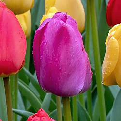 X 100 TULIPA PURPLE PRIDE 11/12