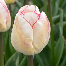 X 100 TULIPA HUGS AND KISSES 11/12